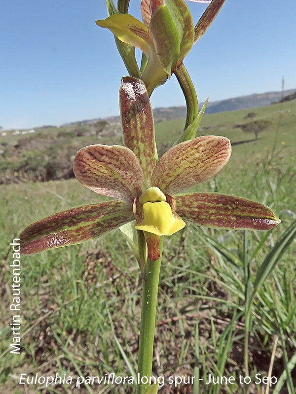 Eulophia parviflora long spur by Martin Rautenbach