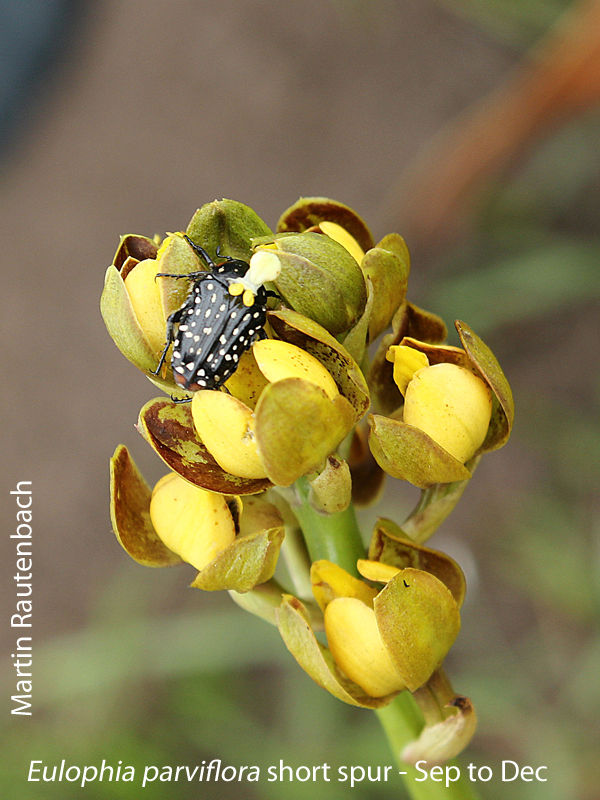 Eulophia parviflora short spur by Martin Rautenbach 