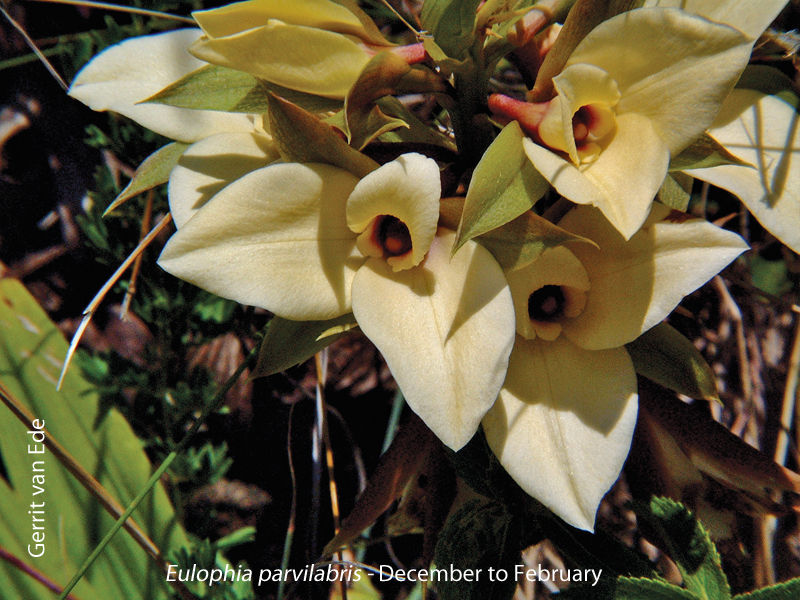 Eulophia parvilabris by Gerrit van Ede