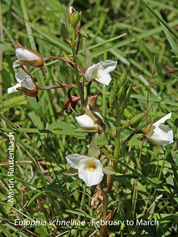 Eulophia schnelliae by Martin Rautenbach 