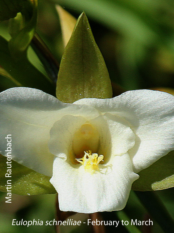 Eulophia schnelliae by Martin Rautenbach 