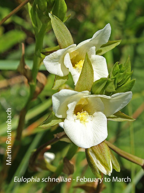 Eulophia schnelliae by Martin Rautenbach 
