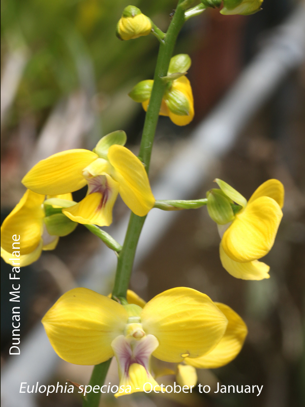 Eulophia speciosa by Duncan Mc Farlane