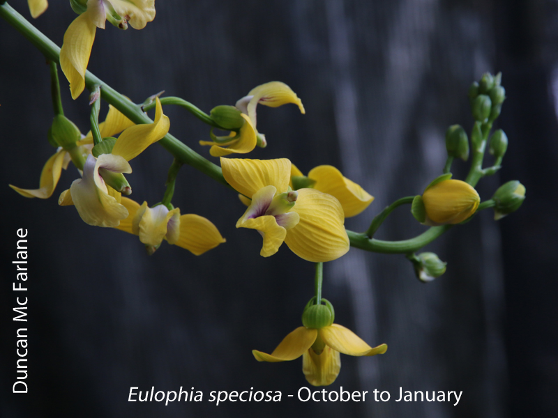 Eulophia speciosa by Duncan Mc Farlane