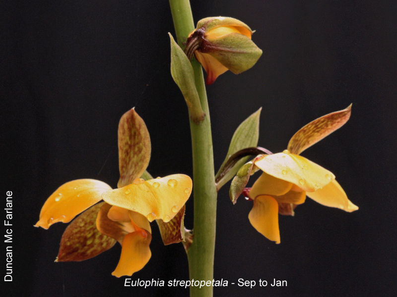 Eulophia streptopetala by Duncan McFarlane