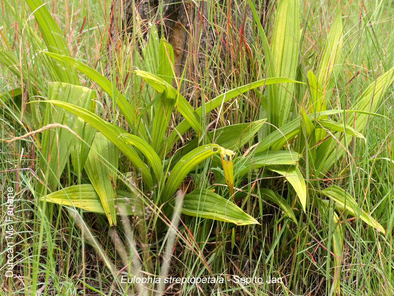 Eulophia streptopetala by Duncan McFarlane