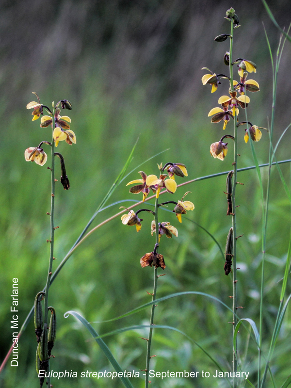 Eulophia streptopetala by Duncan McFarlane