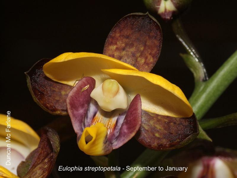 Eulophia streptopetala by Duncan McFarlane
