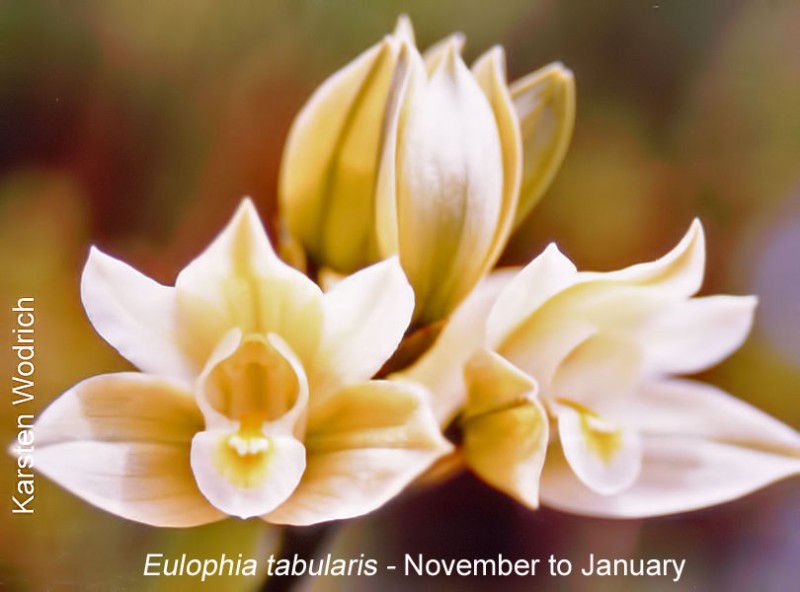 Eulophia tabularis by Karsten Wodrich