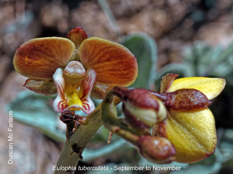 Eulophia tuberculata by Duncan McFarlane 01.jpg