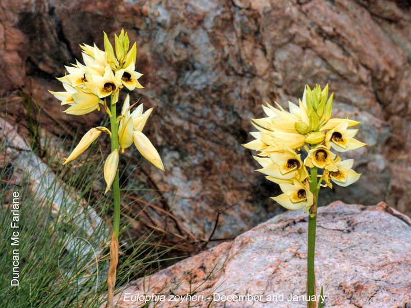 Eulophia zeyheri by Duncan McFarlane