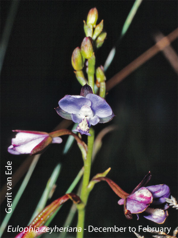 Eulophia zeyheriana by Gerrit van Ede