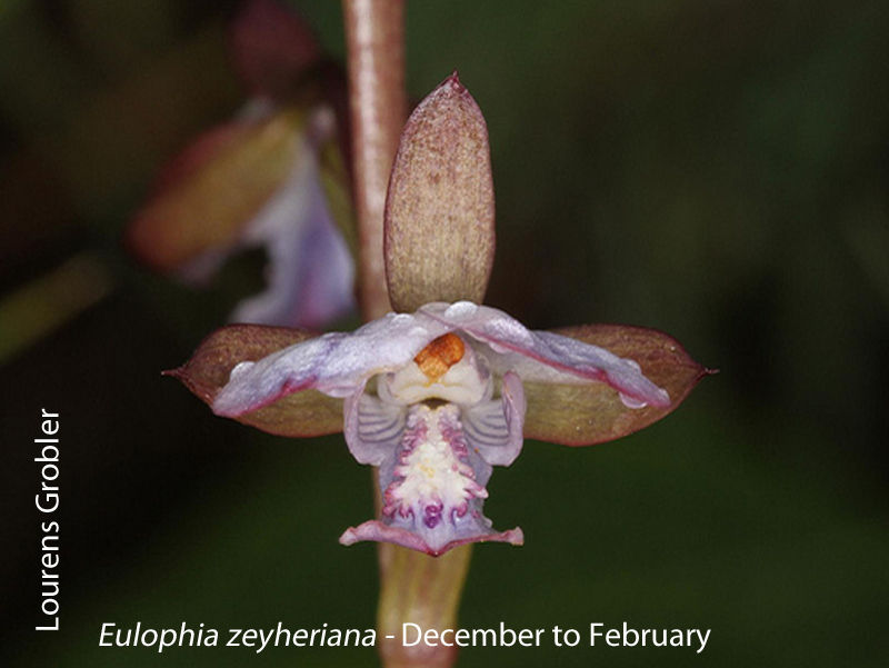 Eulophia zeyheriana by Lourens Grobler