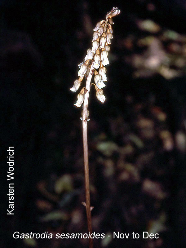 Gastrodia sesamoides by Karsten Wodrich