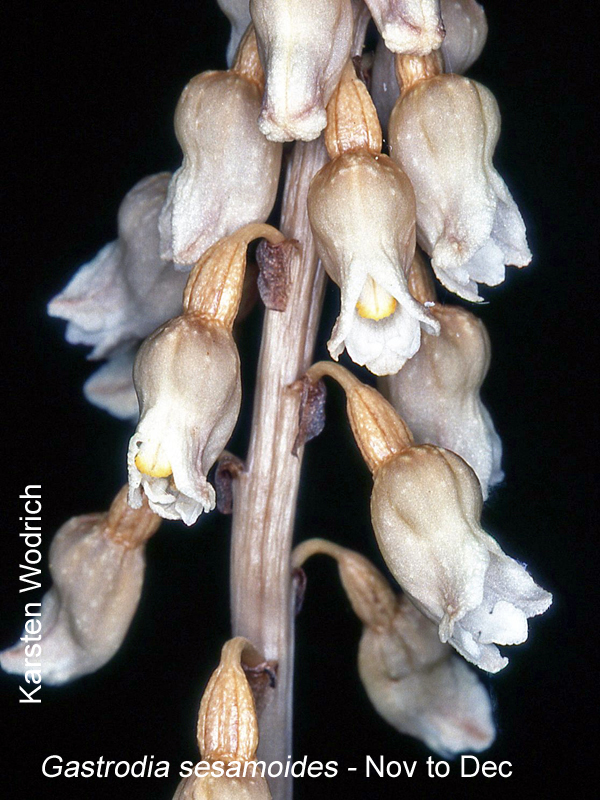 Gastrodia sesamoides by Karsten Wodrich