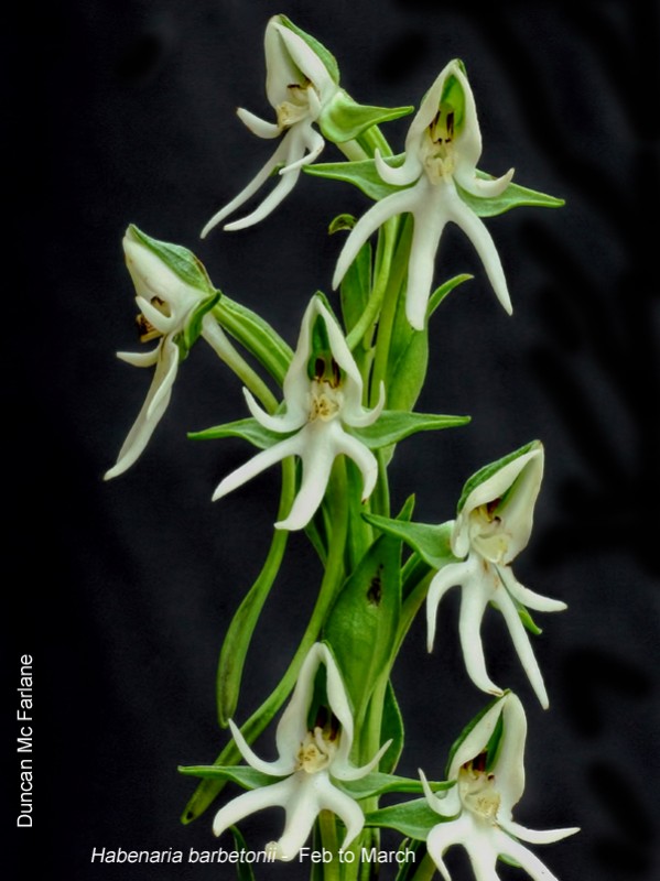 Habenaria barbetonii by Duncan McFarlane