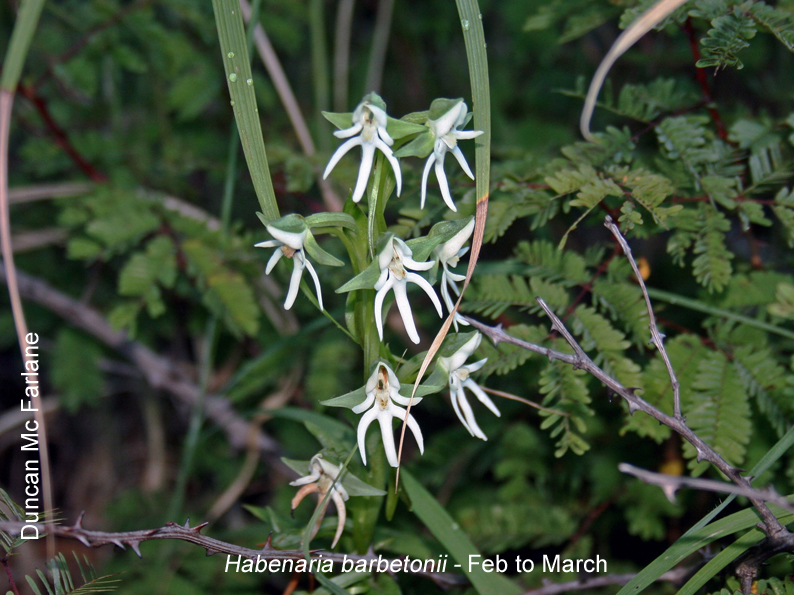 Habenaria barbetonii by Duncan McFarlane