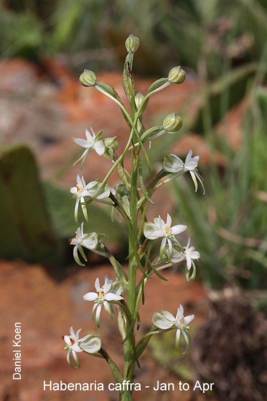 Habenaria caffra by Daniel Koen