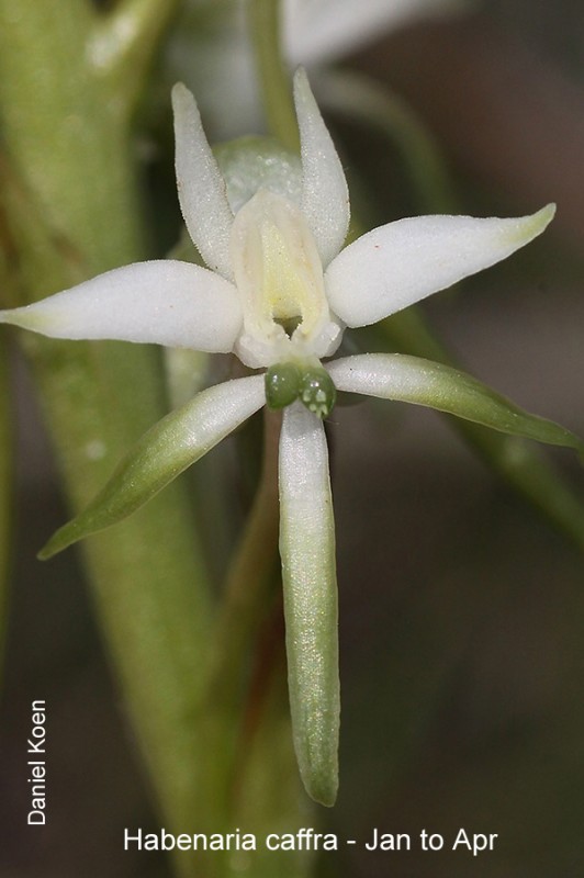 Habenaria caffra by Daniel Koen