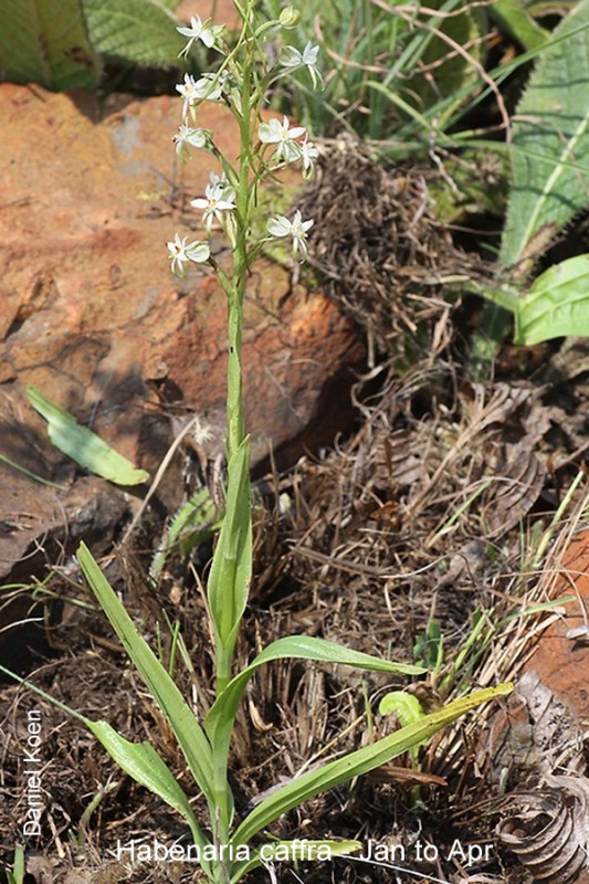 Habenaria caffra by Daniel Koen