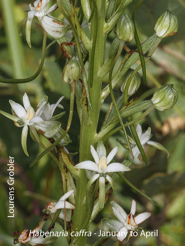 Habenaria caffra by Lourens Grobler