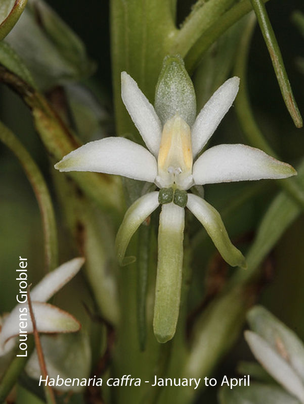 Habenaria caffra by Lourens Grobler