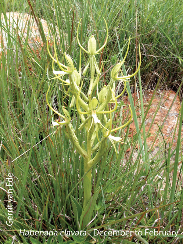 Habenaria clavata by Gerrit van Ede
