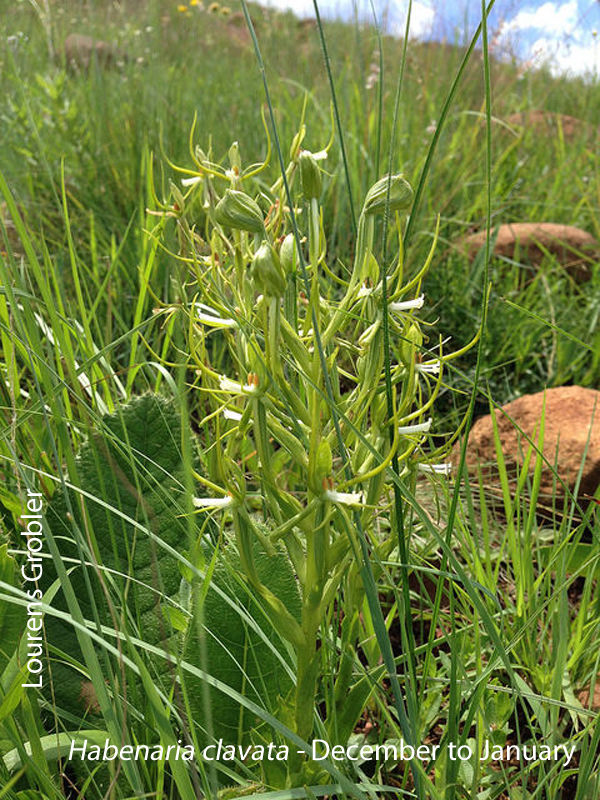 Habenaria clavata by Lourens Grobler 