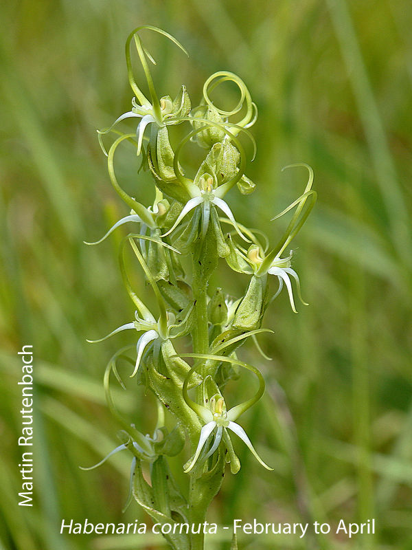 Habenaria cornuta by Martin Rautenbach