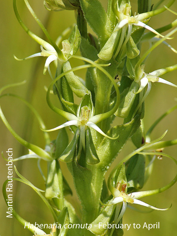 Habenaria cornuta by Martin Rautenbach