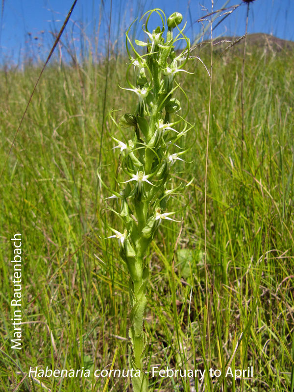 Habenaria cornuta by Martin Rautenbach