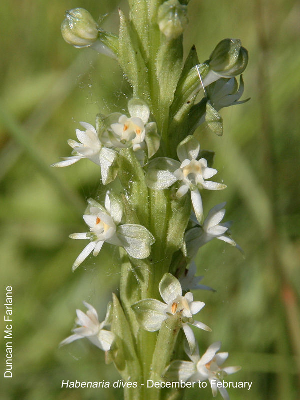 Habenaria dives by Duncan McFarlane