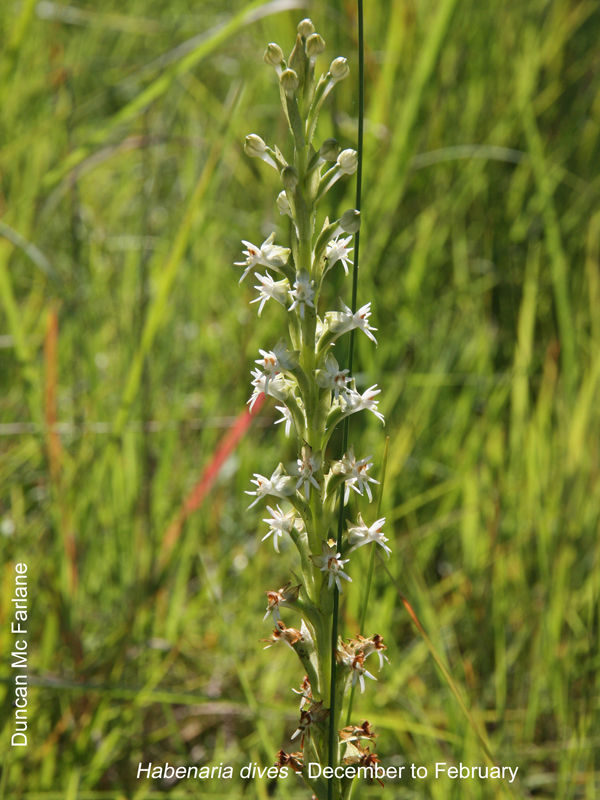 Habenaria dives by Duncan McFarlane