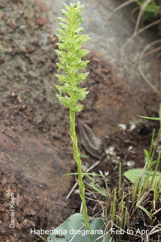 Habenaria dregeana by Daniel Koen