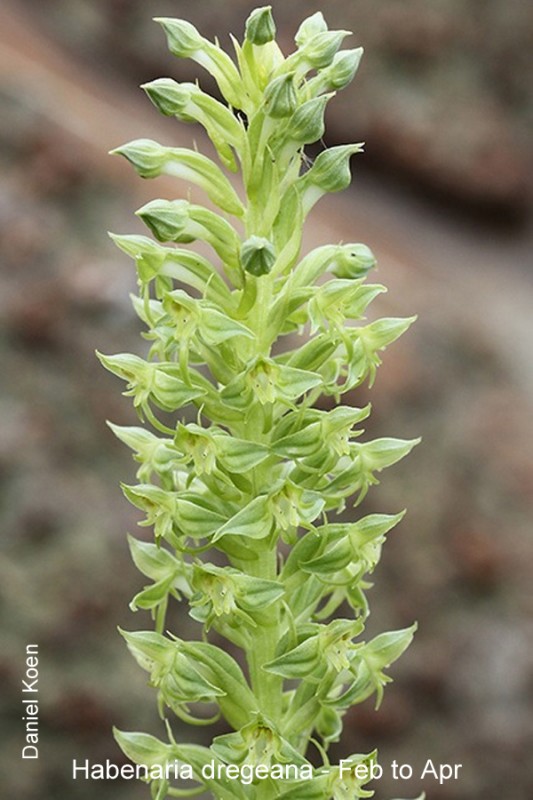 Habenaria dregeana by Daniel Koen