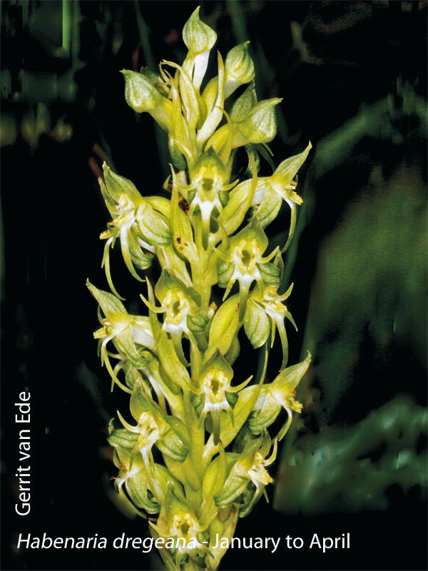 Habenaria dregeana by Gerrit van Ede