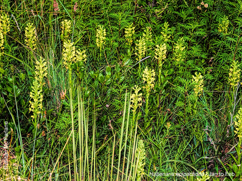 Habenaria epipactidea by Duncan McFarlane