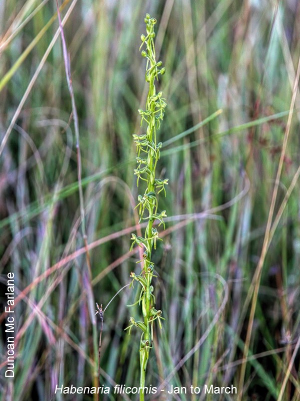 Habenaria filicornis by Duncan McFarlane