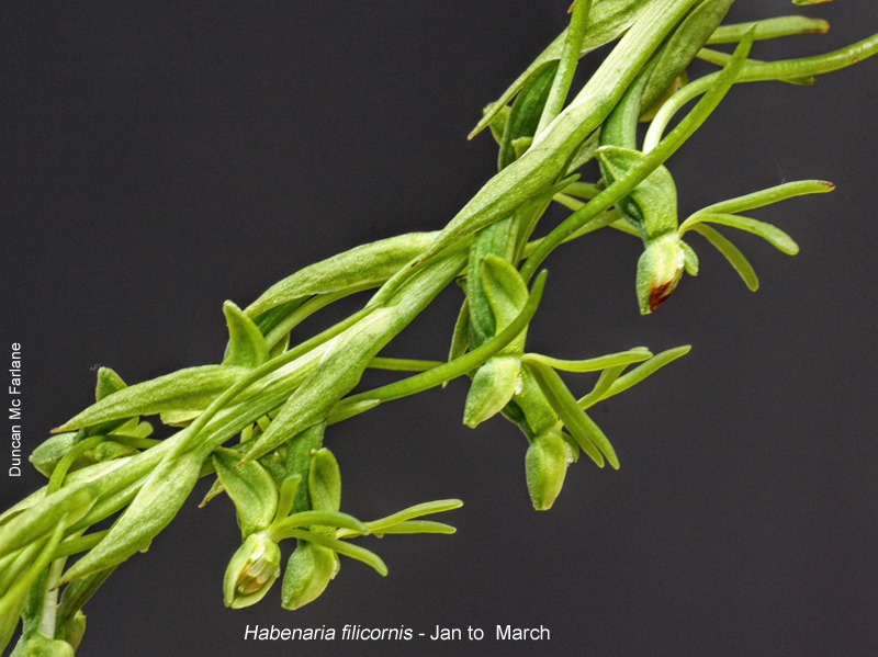Habenaria filicornis by Duncan McFarlane