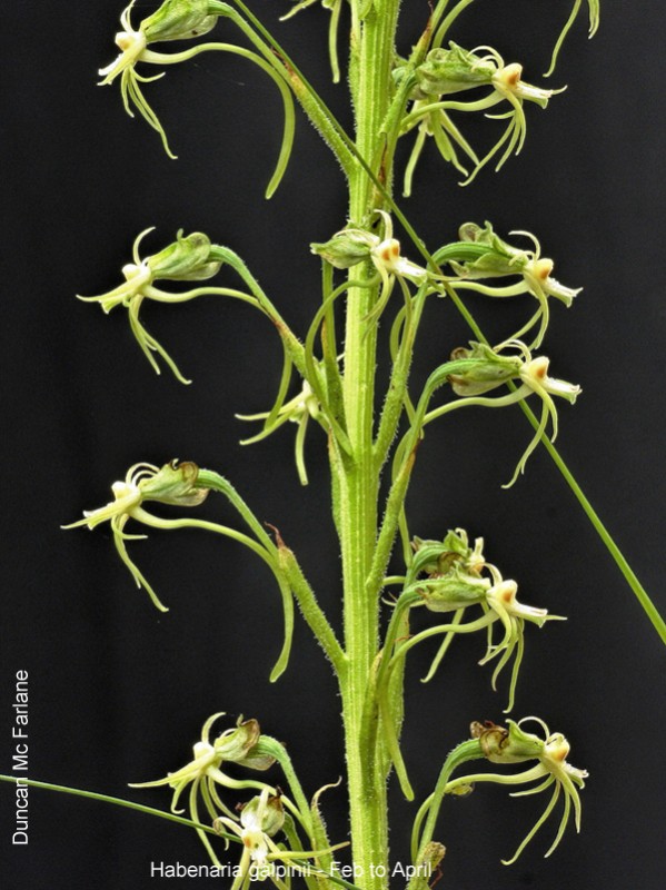 Habenaria galpinii by Duncan McFarlane