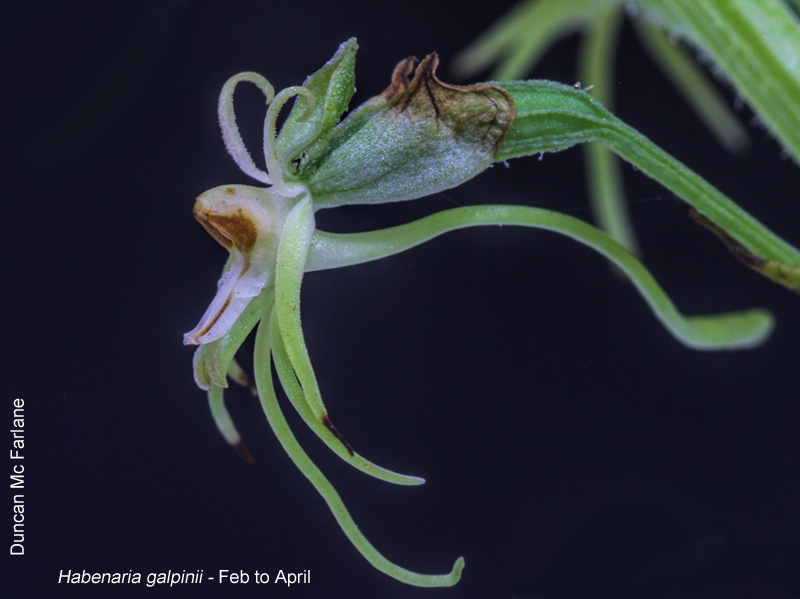 Habenaria galpinii by Duncan McFarlane