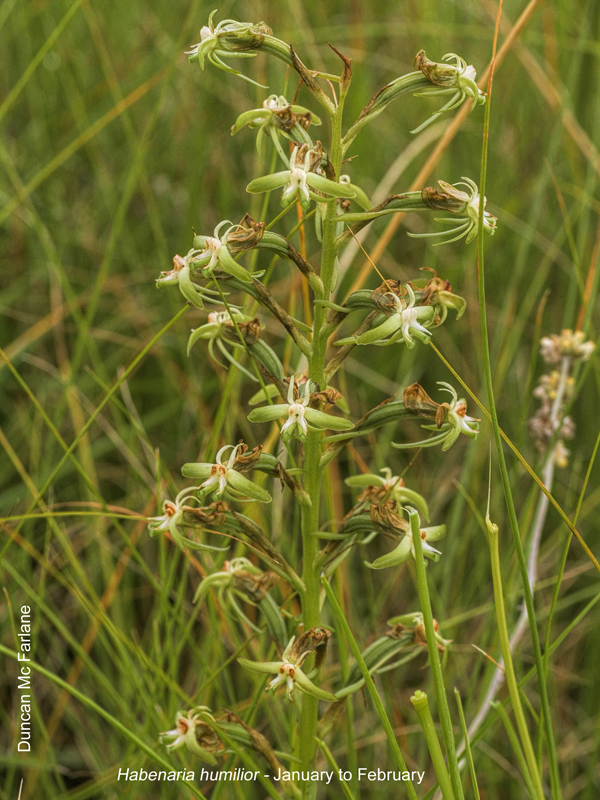 Habenaria humilior by Duncan McFarlane