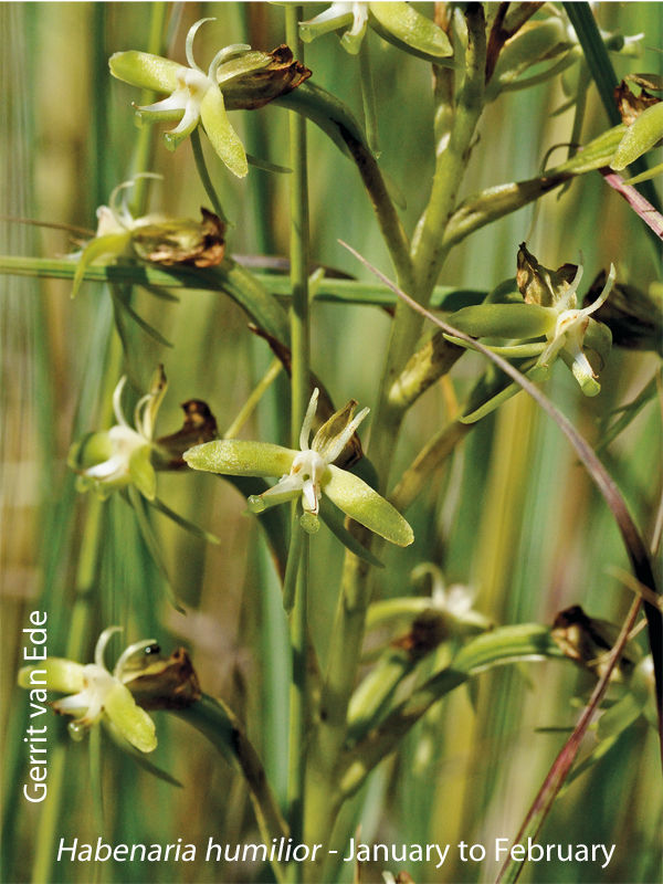 Habenaria humilior by Gerrit van Ede