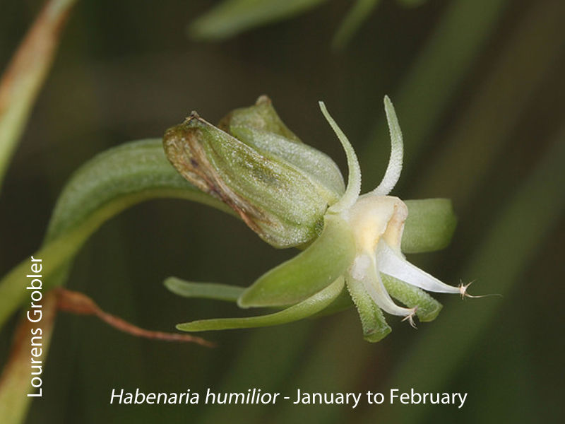 Habenaria humilior by Lourens Grobler 
