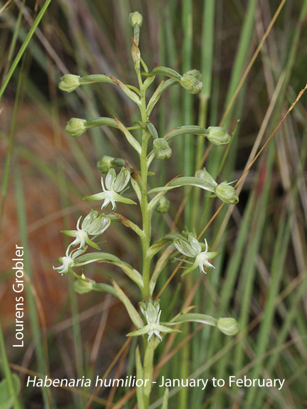 Habenaria humilior by Lourens Grobler 