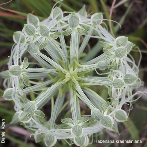 Habenaria kraenzliniana by Daniel Koen