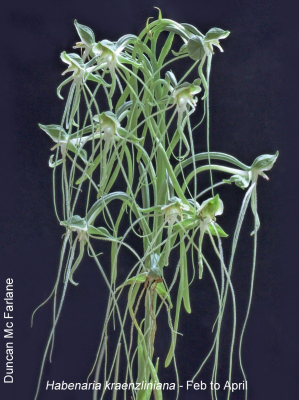 Habenaria kraenzliniana by Duncan McFarlane