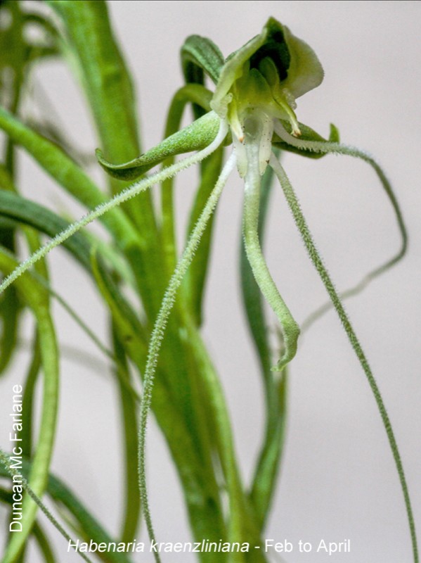 Habenaria kraenzliniana by Duncan McFarlane