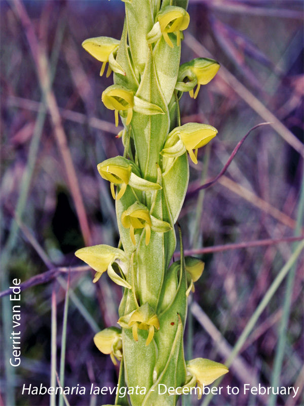 Habenaria laevigata by Gerrit van Ede