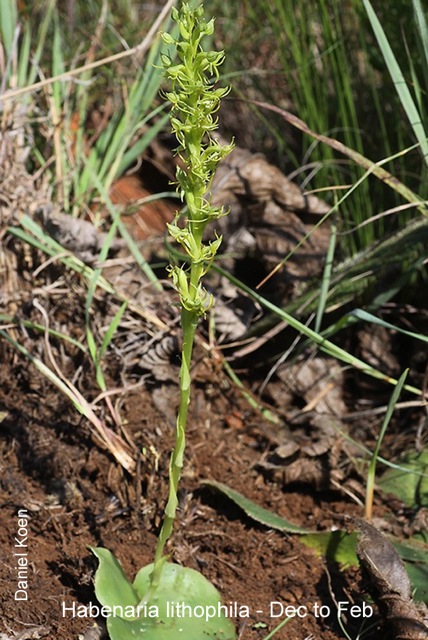 Habenaria lithophila by Daniel Koen